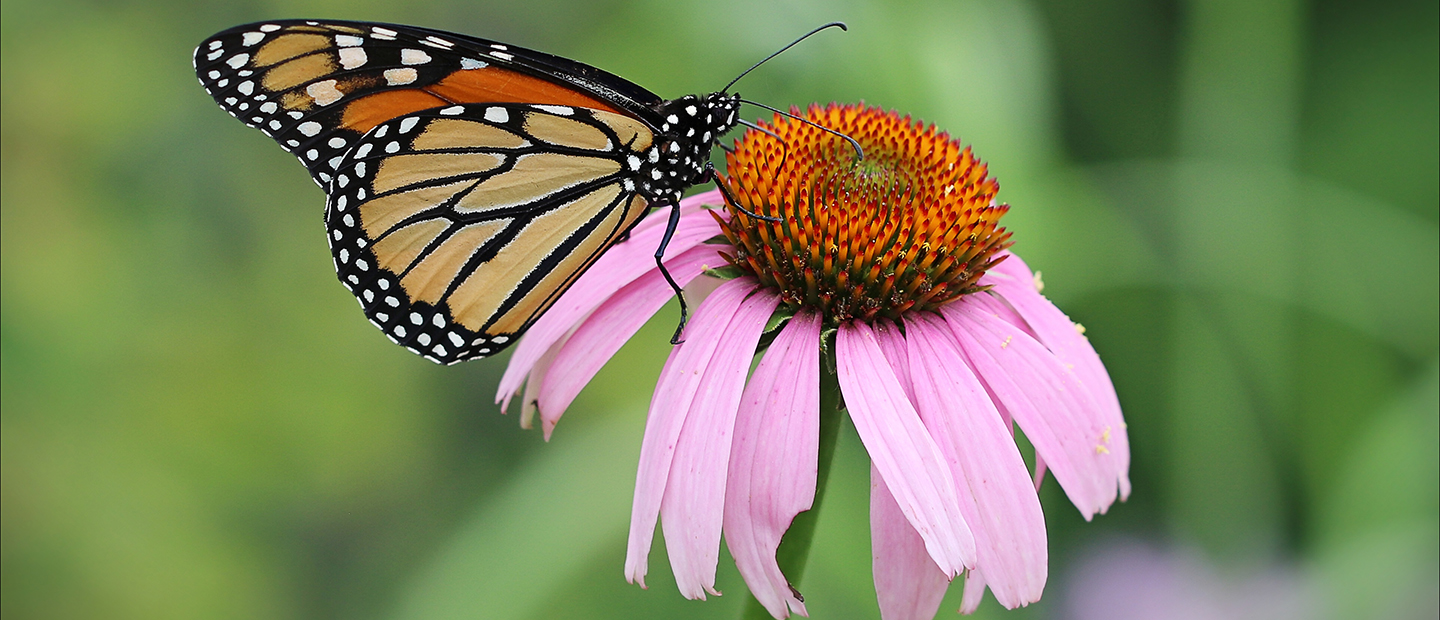 Biology - Biodiversity Gardens Page Banner