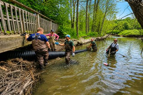 A pond leveler was installed Aug. 12 in Galloway Creek, where beavers have created a pond along Oakland University's Alice R. Champion Trail.