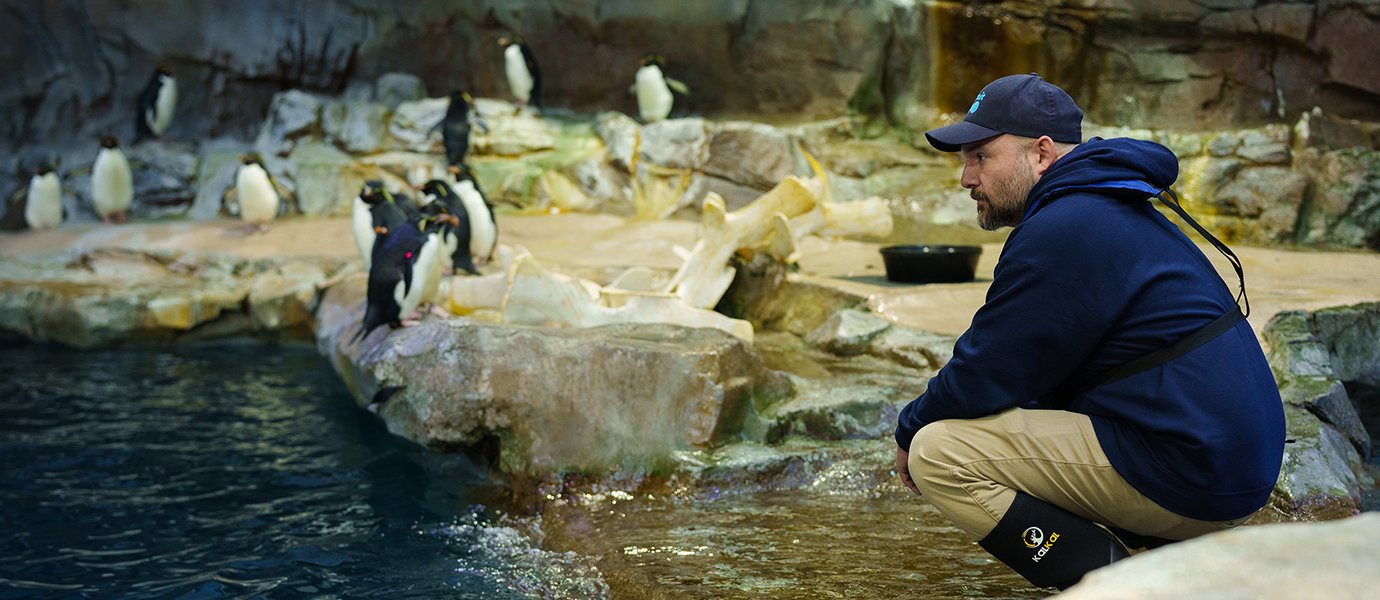 A man squatting in a penguin exhibit