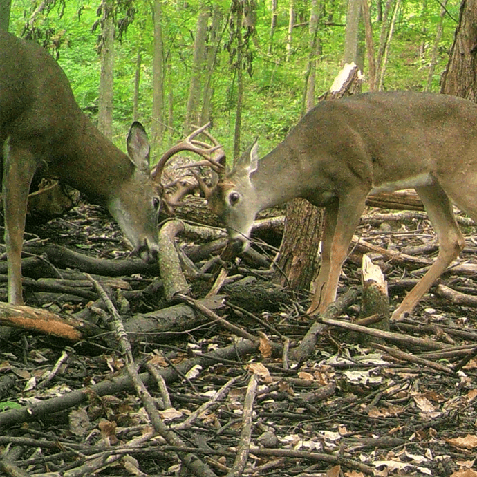 Deer