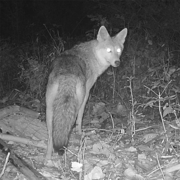 Coyote captured on trail camera in OU biopreserve