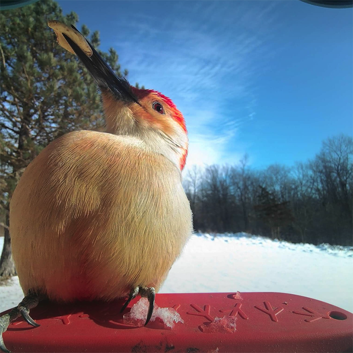 Red-bellied woodpecker captured on Bird Buddy