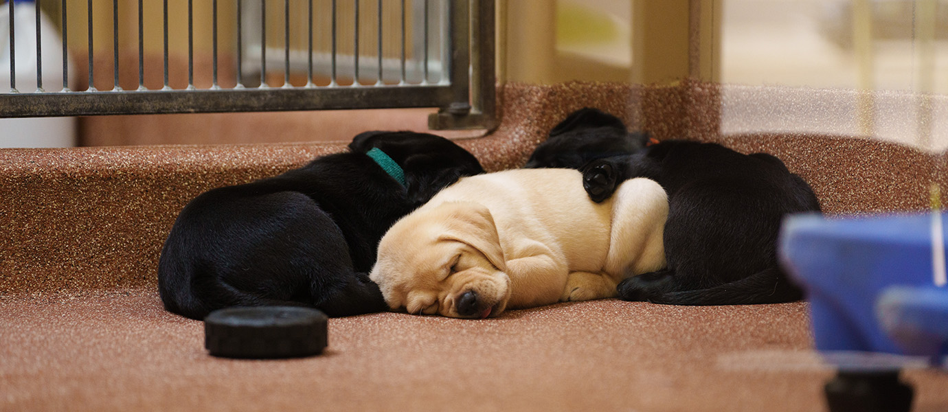 Three sleeping puppies