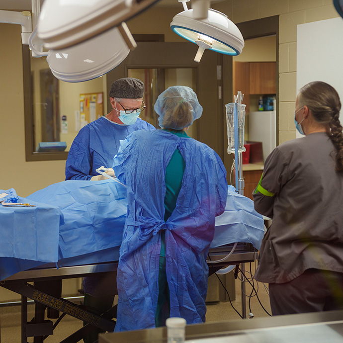 Veterinary surgeons in surgery